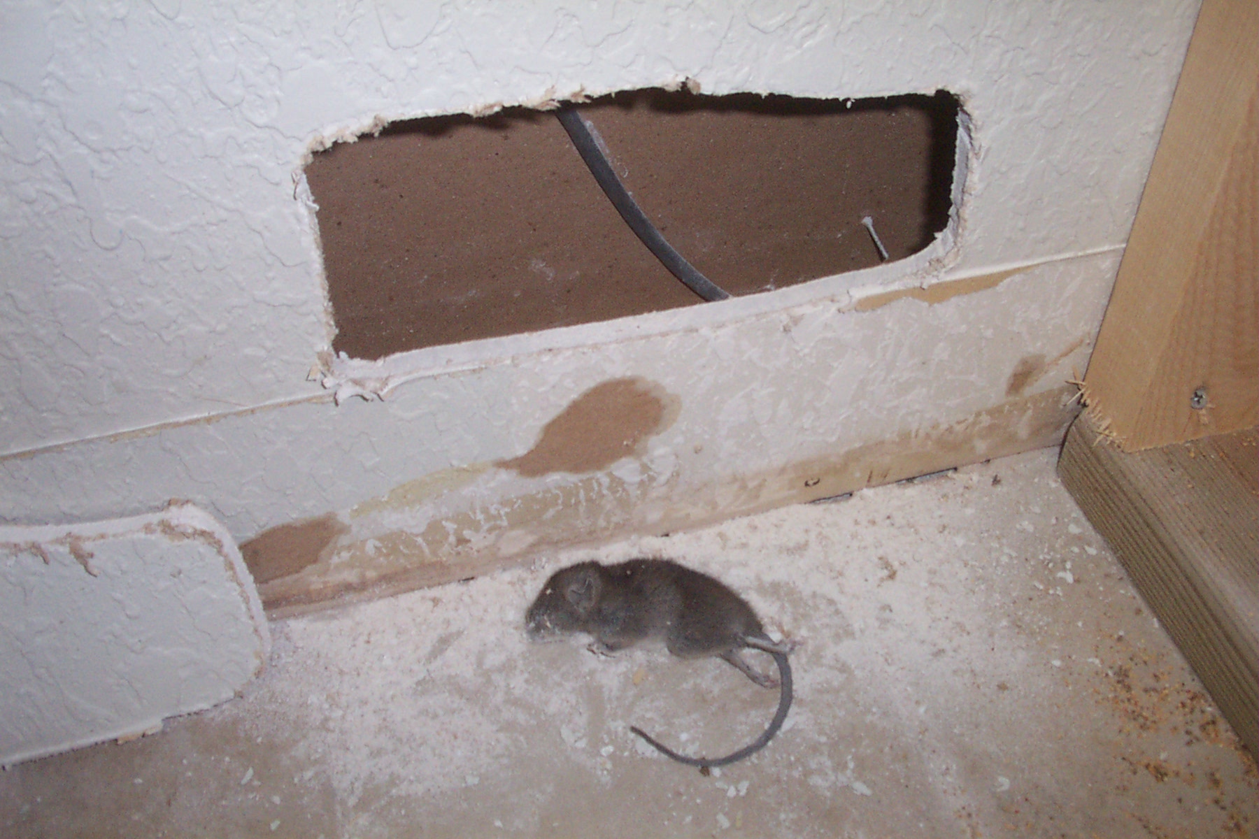 dead mouse house