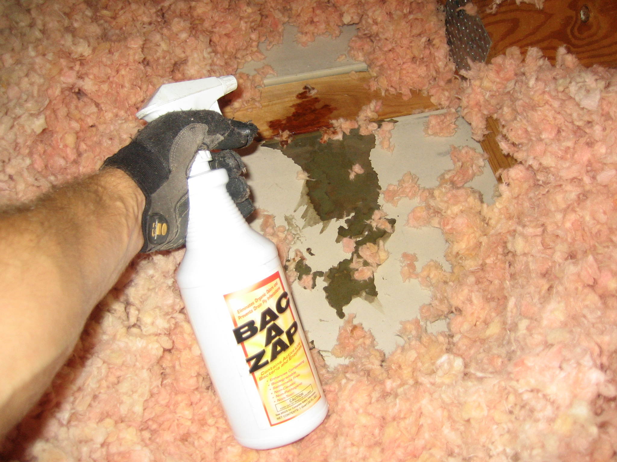 Dead Animal Odor Factors and Solutions Dead Animal