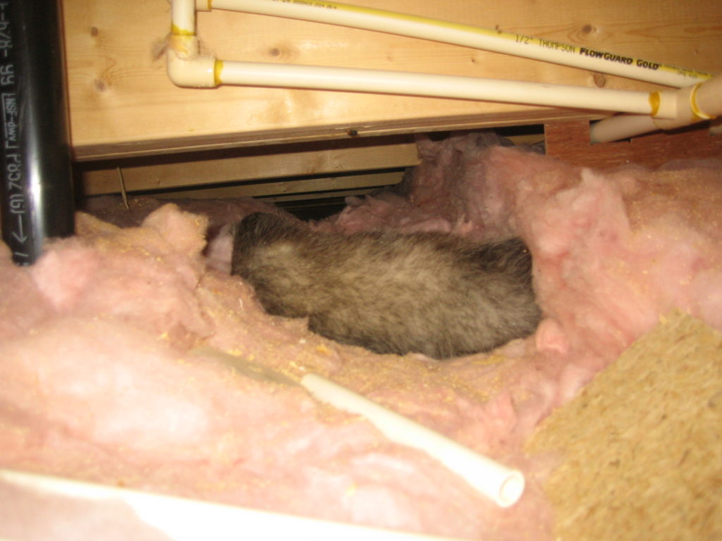 dead animal(s) in the crawl space