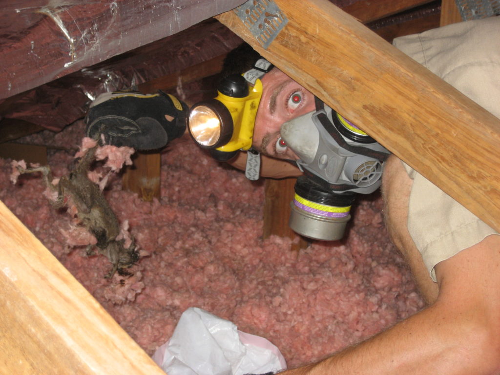 remove dead animal from crawl space