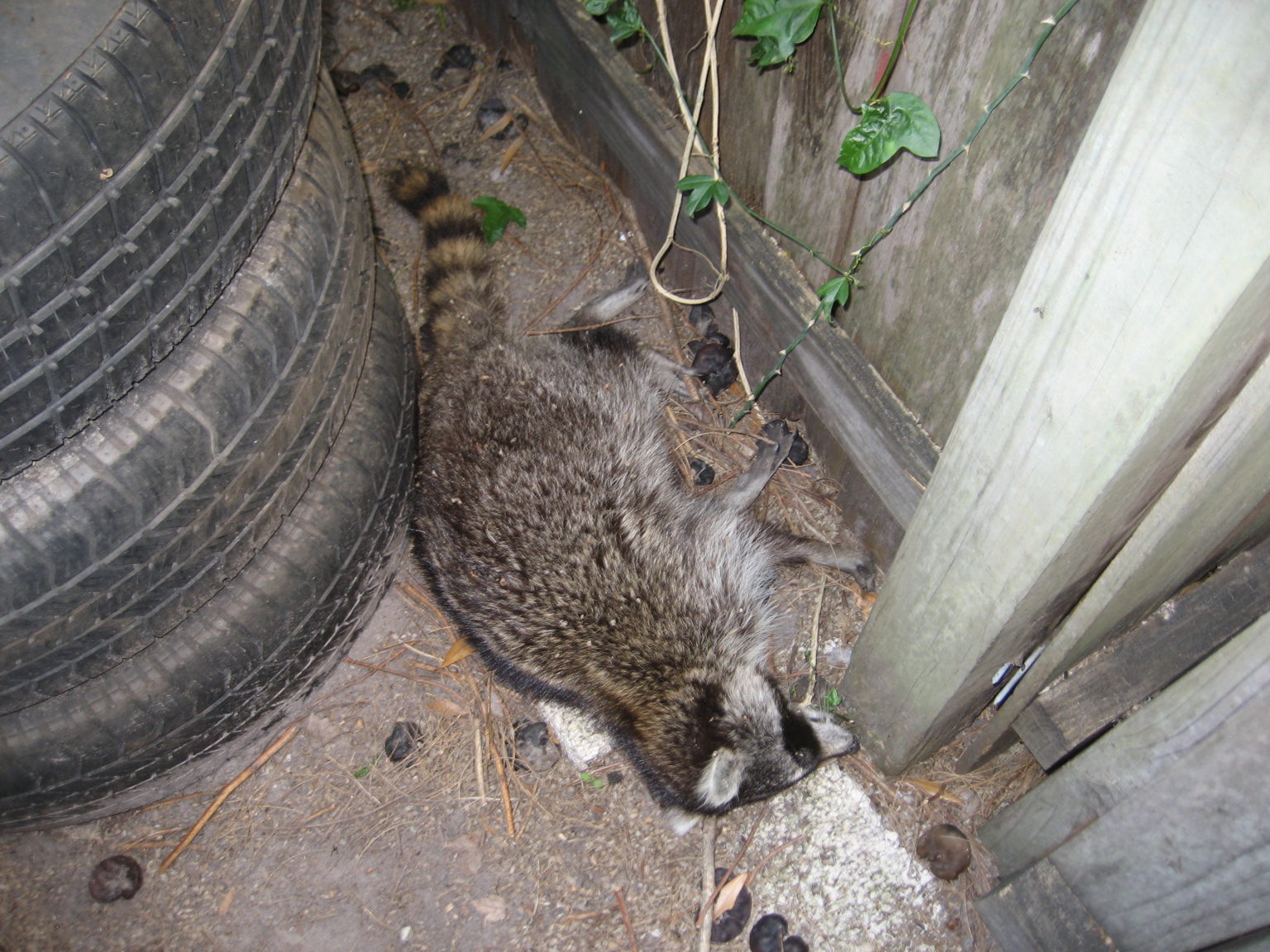 Raccoons Control and Carcass Removal Dead Animal