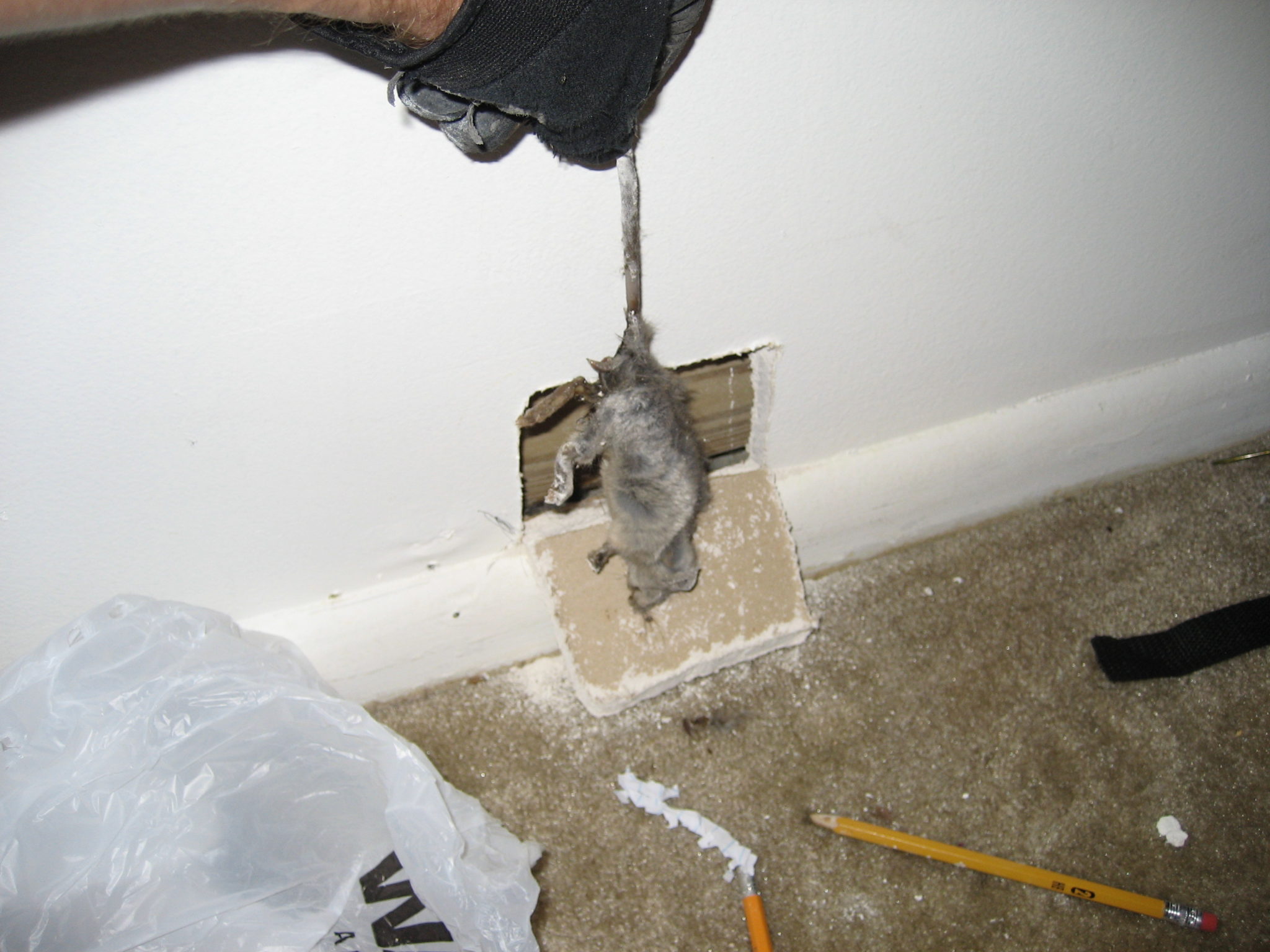 who to call to remove dead animal from crawl space