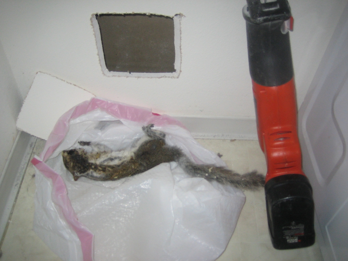 How To Get Dead Animal Smell Out Of Grass at Jessica Moloney blog