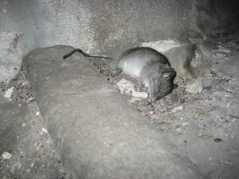 Why Opossums Die Inside the House Dead Animal