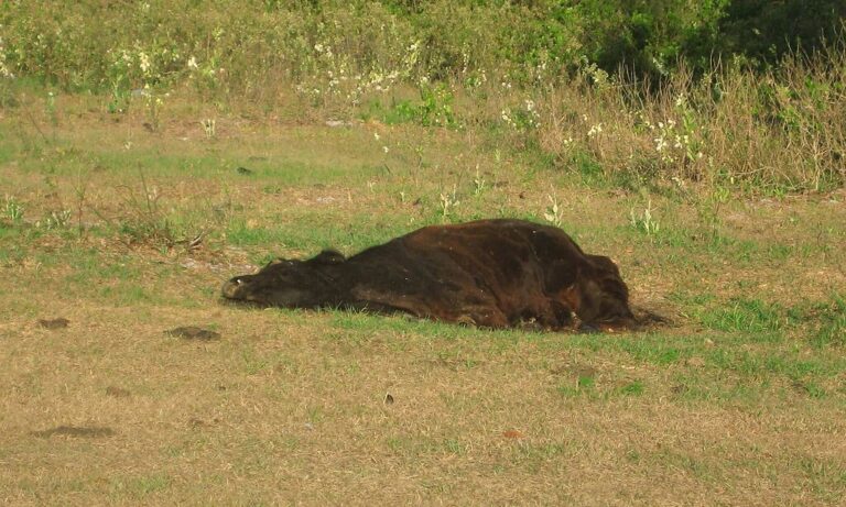 What Do Farmers Do With Dead Animals Dead Animal